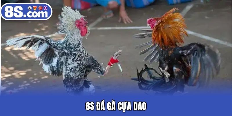 Bet8S đá gà cựa dao