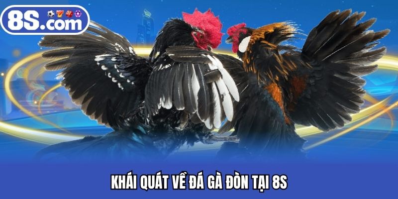 Khái quát về đá gà đòn tại 8S