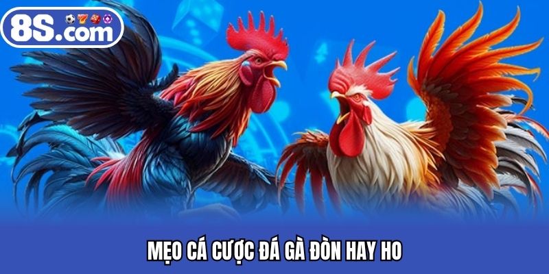 Mẹo cá cược đá gà đòn hay ho